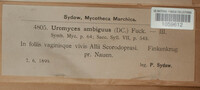 Uromyces ambiguus image